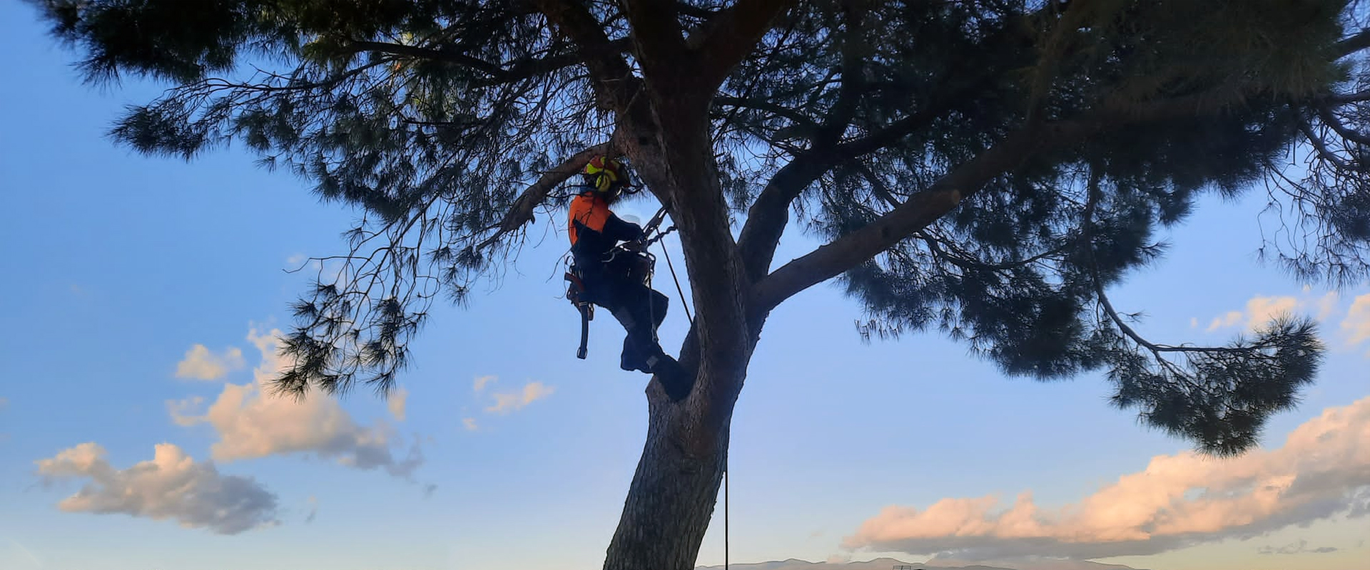 Arbresvida arboricultura